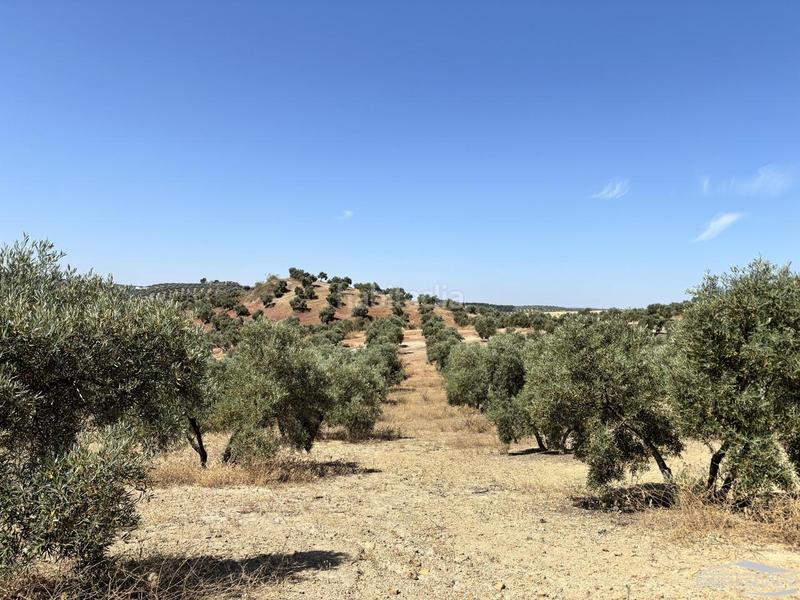 Foto 4c2ae6ea-3632-48f1-965f-84da3e82ff41. Finca rústica a Jauja Lucena