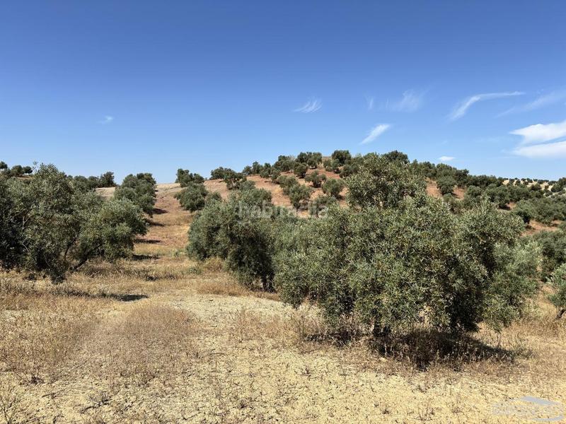 Foto a250767e-b497-4706-89d4-d272b7bab94c. Finca rústica a Jauja Lucena