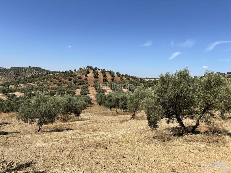 Foto d5566cc3-da84-4b6c-95a7-54179c460dc9. Finca rústica a Jauja Lucena