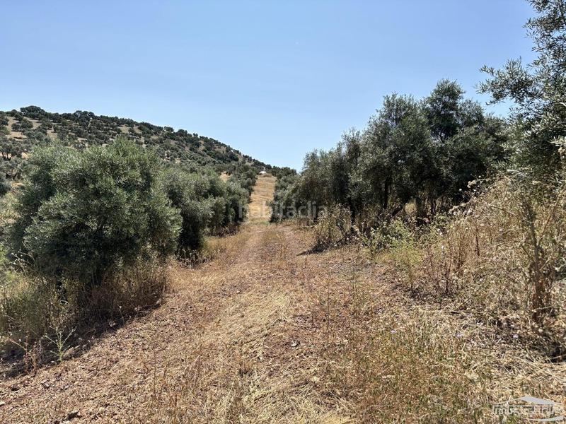 Foto 3c88a0e2-08ab-422b-b379-265cac31a3a4. Finca rústica en Jauja Lucena