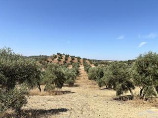 Finca rústica  Paraje las colas, pol.120, par.80-49