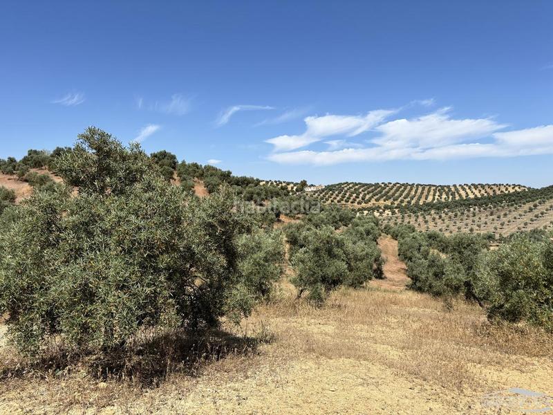 Foto dd95a6e4-6b31-4535-ab6c-8716ee6d2896. Finca rústica en Jauja Lucena