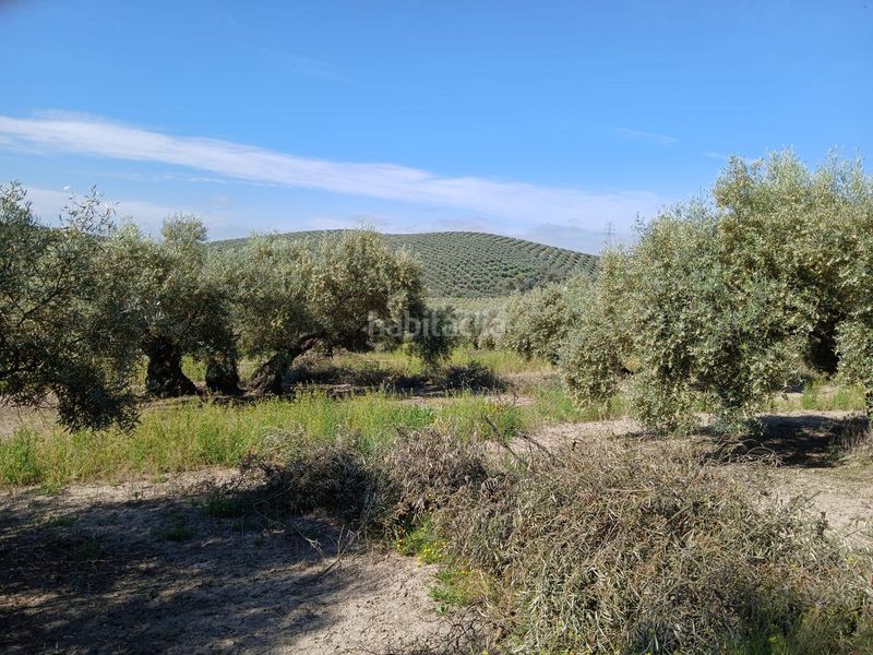 Foto aa5ea841-28e0-4ab7-9926-2f6bc6499220. Finca rústica a Jauja Lucena