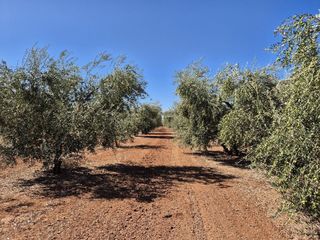 Finca rústica a Paraje Bilbao, Pol.20, Par.52,53,54,257 1