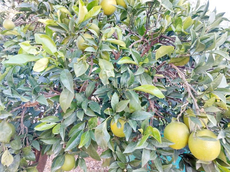 Foto 3c5d9185-e3b9-4cc1-8b32-0d21b55ada8c. Casa amb xemeneia calefacció a El Higuerón Córdoba