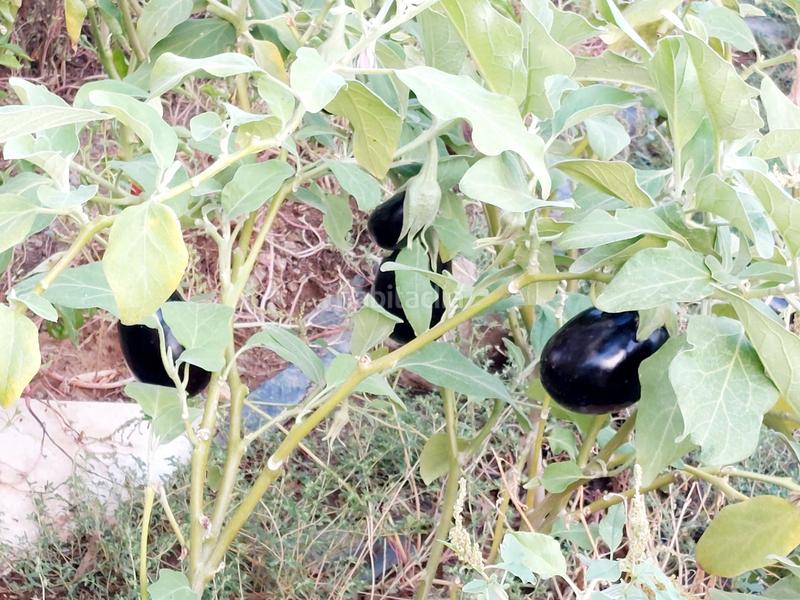 Foto 967c00a9-7ca2-43d7-b34c-e1b3ee4eab3e. Casa amb xemeneia calefacció a El Higuerón Córdoba