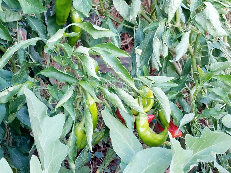 Foto bec0df54-7e42-4445-9d75-4ef888265177. Casa amb xemeneia calefacció a El Higuerón Córdoba