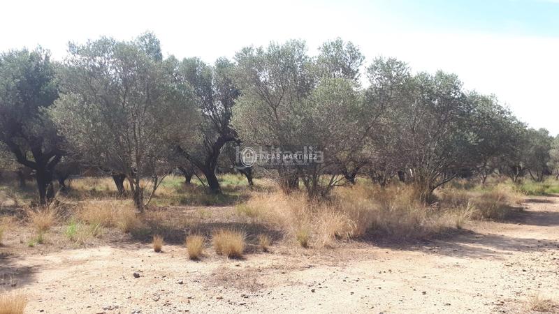 Foto 43ec5f0e-022b-4500-8ef2-889078fb2438. Residential plot in Cambrils port Cambrils