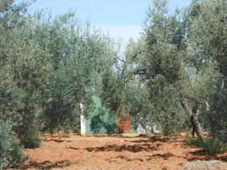 Finca rústica a N/a. Estupenda finca de olivar en bollullos de la mitacion