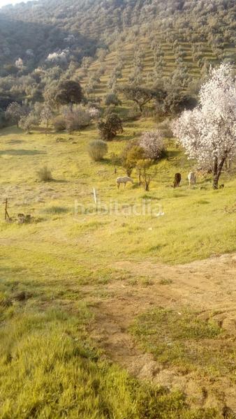 Foto 18fa6c90-4e81-4471-8166-5aba7432e32b. Masía finca rústica con olivar y almendros córdoba! en Obejo