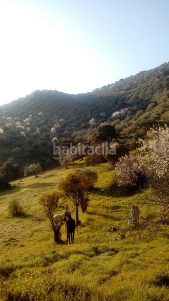 Foto 5df0cb0b-acee-43e9-bb8d-16d27cc05790. Masía finca rústica con olivar y almendros córdoba! en Obejo