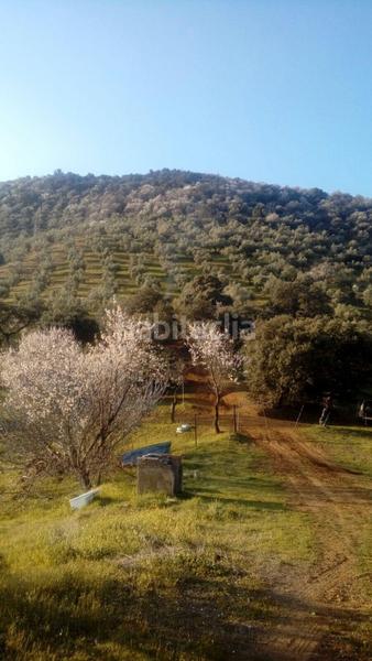 Foto edd93870-69a4-4657-89fa-4a50670ebb36. Masía finca rústica con olivar y almendros córdoba! en Obejo