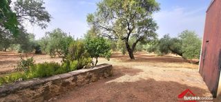 Finca rústica a Montoro. Finca olivar en montoro producción, rentabilidad y grandes posib