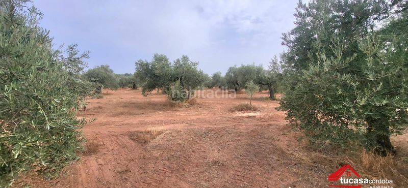 Foto 1ca9306e-2888-4af7-8ee2-f92480d9db26. Finca rústica a Montoro