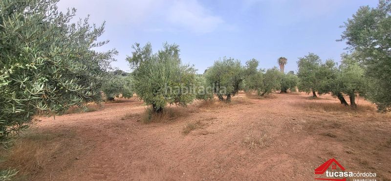 Foto 3ec025f8-a0c7-4a54-a06e-571825e7b485. Finca rústica a Montoro