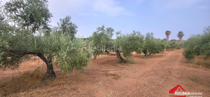 Foto dcf7b610-5190-4271-9971-89a716d36efe. Finca rústica a Montoro