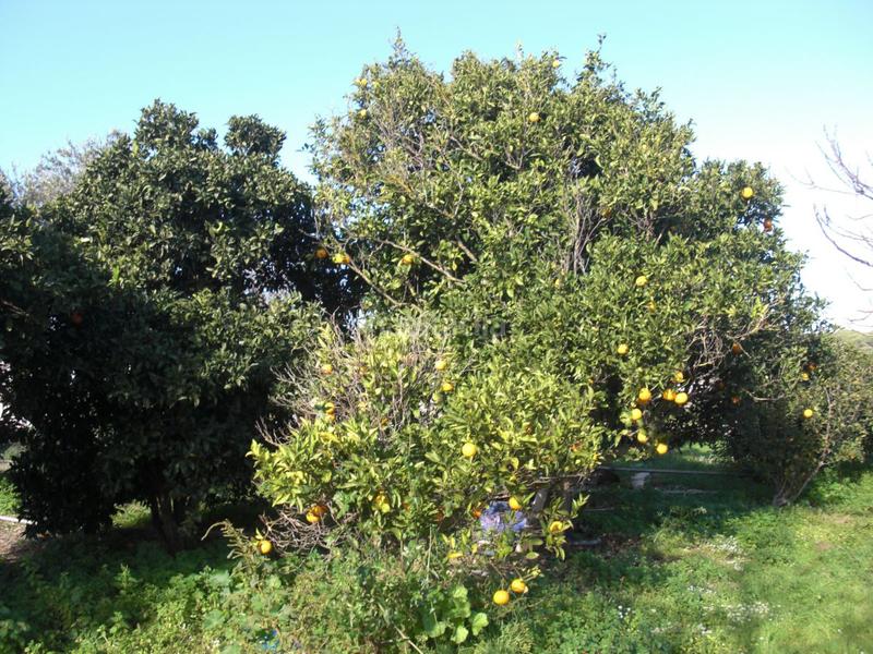 Foto 2748db98-ce64-43b6-abe9-bbdb50208c12. Masía finca rúst. en venta en el soto. en Barbate Barbate
