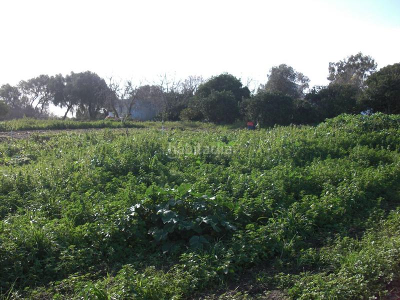 Foto c0cc2ebf-a12a-433c-964b-ae3d0ef5dada. Masía finca rúst. en venta en el soto. en Barbate Barbate