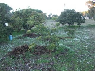 Masia a Barbate. Finca rúst. en venta en el soto.