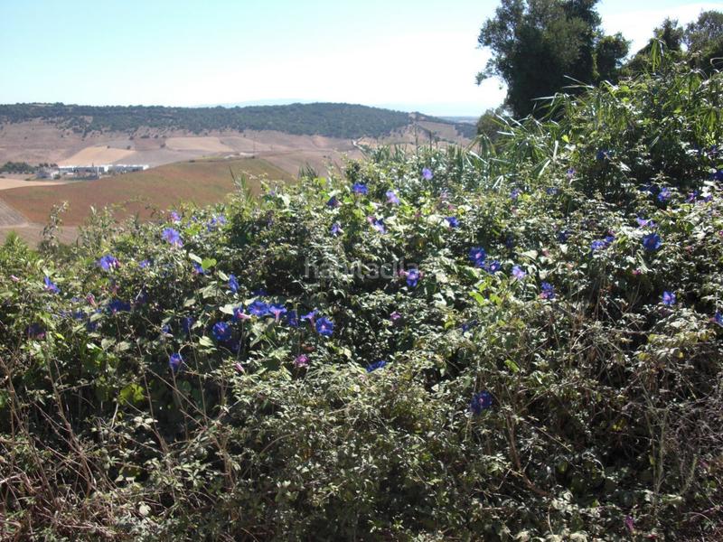 Foto af61ccff-be37-4b77-879b-65d51b01d2eb. Fondo rustico in Vejer Vejer de la Frontera
