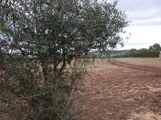 Masia a Vejer. Finca rúst. en venta en patría.