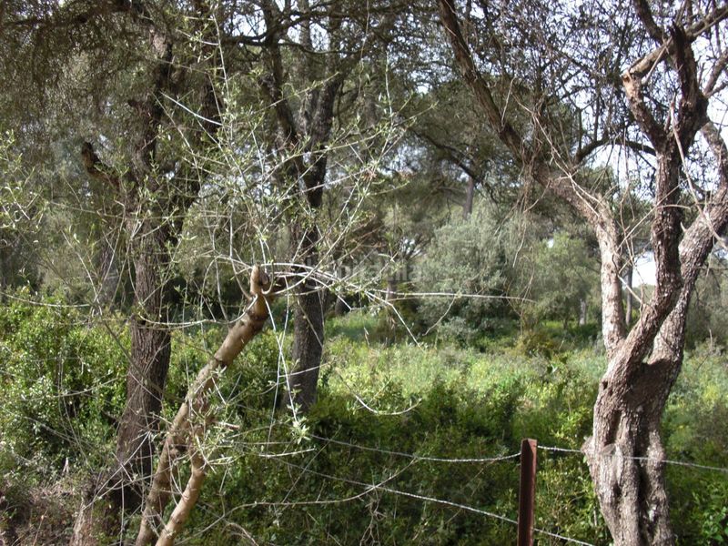 Foto ceb94a4e-a956-4f99-94e5-80f567bf2a51. Masia a Vejer Vejer de la Frontera