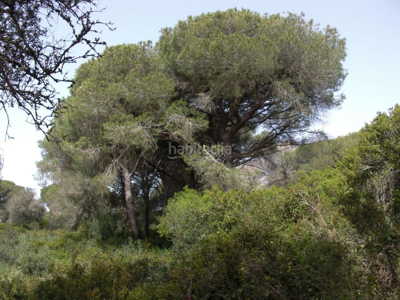 Foto d7460789-511d-4178-970f-b820aba929fc. Masia a Vejer Vejer de la Frontera