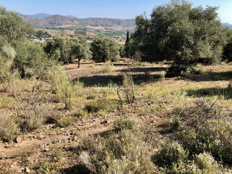 Foto 21bda9fd-2904-41a2-81f1-4a8188c10fd1. Finca rústica en Cártama