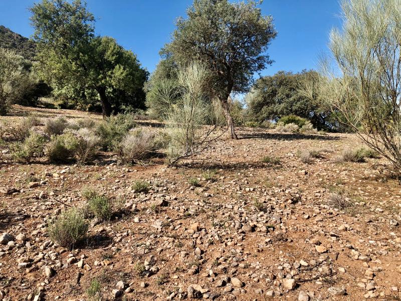 Foto d4ffc223-8ebb-42c9-8bae-ae6ffae198ac. Finca rústica en Cártama