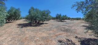 Fondo rustico in Albolote