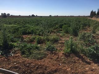 Propriété à Carmona. Venta de parcela en sevilla: urb. el corzo – carmona