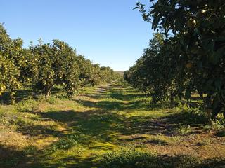 Finca rústica a Pilas. Venta de finca en sevilla: camino collera – pilas