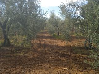Finca rústica a Pilas
