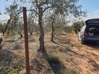Finca rústica a Almensilla. Venta de terreno en sevilla: cañada del tio casero-almensilla