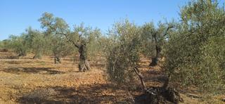 Finca rústica a Sanlúcar la Mayor. Venta de terreno en sevilla: sanlúcar la mayor.