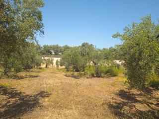 Finca rústica  N/a. Venta de finca en sevilla: el carril - bollullos de la mitación