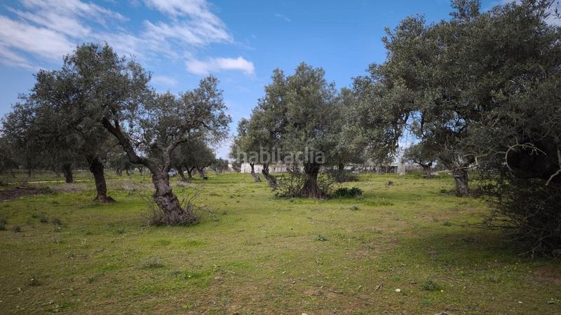 Foto 0edde619-8391-4de5-ba96-b4159ecfa9ef. Finca rústica a Arco Norte - Avda España Dos Hermanas