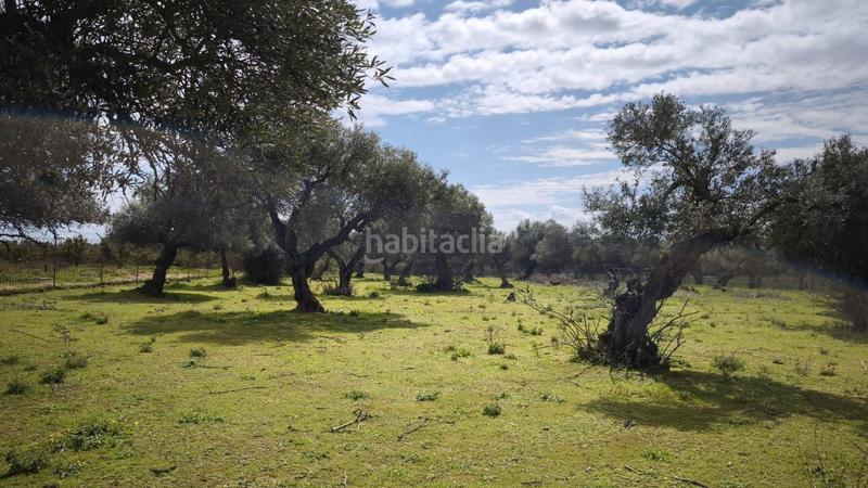 Foto 2168c11a-1eb9-4473-af98-3f1ae1741ce5. Finca rústica a Arco Norte - Avda España Dos Hermanas
