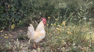 Finca rústica  N/a. Venta de parcela en sevilla: urb. el casquero – dos hermanas