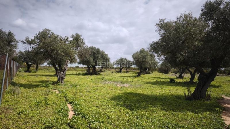 Foto 31782173-7088-4327-a121-c6e4cce46fb5. Finca rústica a Arco Norte - Avda España Dos Hermanas