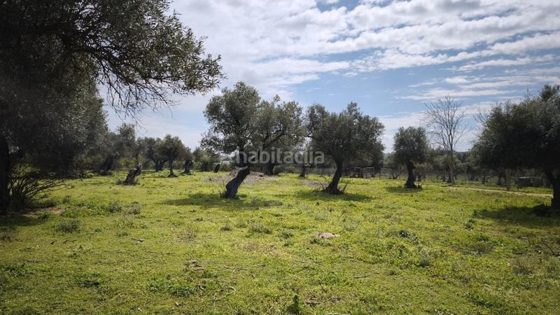 Foto 51bb9feb-a4fc-456a-b069-d9025497183e. Finca rústica a Arco Norte - Avda España Dos Hermanas