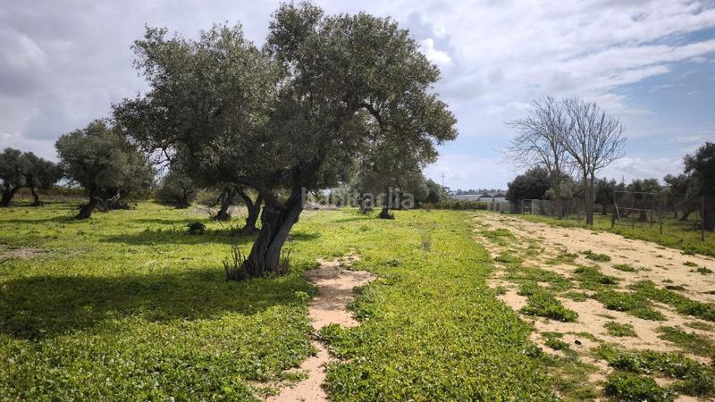 Foto 9814a224-d4a0-4ce9-940f-439ab084d173. Finca rústica a Arco Norte - Avda España Dos Hermanas
