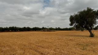 Propriété  Urbanizacion la celada. Venta de terreno en sevilla: urb. la celada – carmona