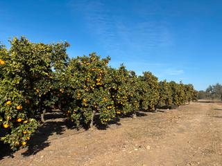 Finca rústica a Sanlúcar la Mayor. Se vende finca rustica