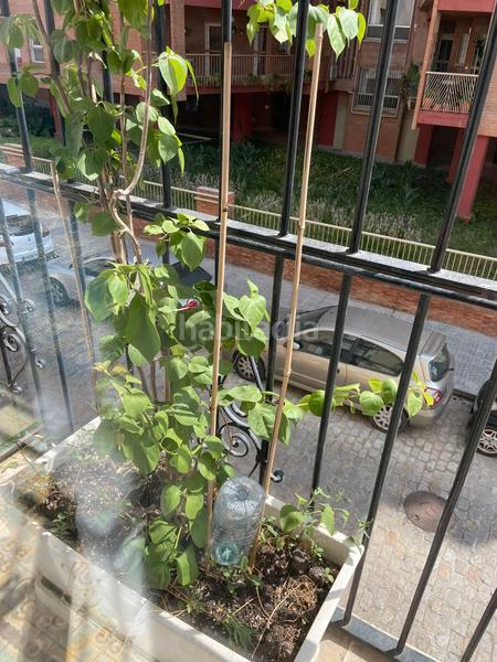 Foto 2d31a901-80e9-4daa-ba20-cd0f92737848. Etagenwohnung in La Buhaira Sevilla