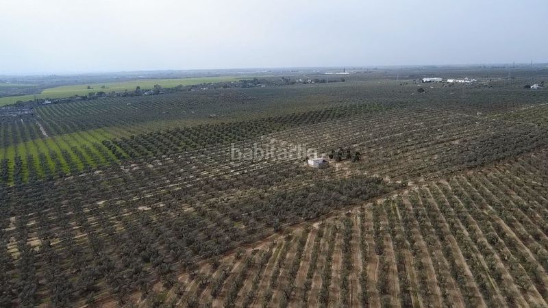 Foto 5d297d1a-9cff-4888-a620-5a4041a58e28. Finca rústica a Zona Universitaria Bormujos