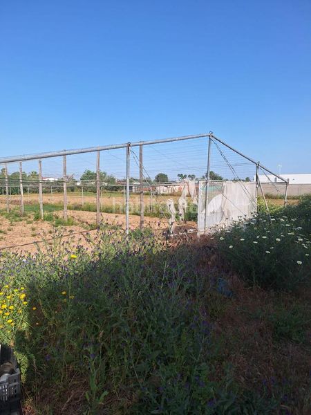 Foto ad5731b9-848b-4eb5-8851-b76495ce475e. Finca rústica a Pedanías Norte Utrera