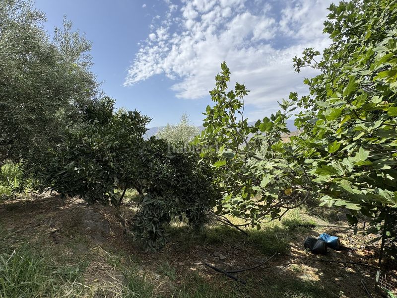 Foto 03b97a4c-1f4f-4ebb-b6b5-8ff7147a5c3d. Finca rústica a calle lavadero 15 a Ohanes