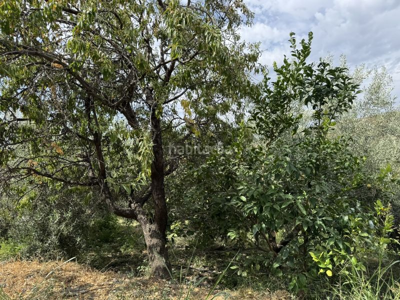 Foto 1aa071bc-98fe-4a1a-ad09-8009b8bb7235. Finca rústica a calle lavadero 15 a Ohanes