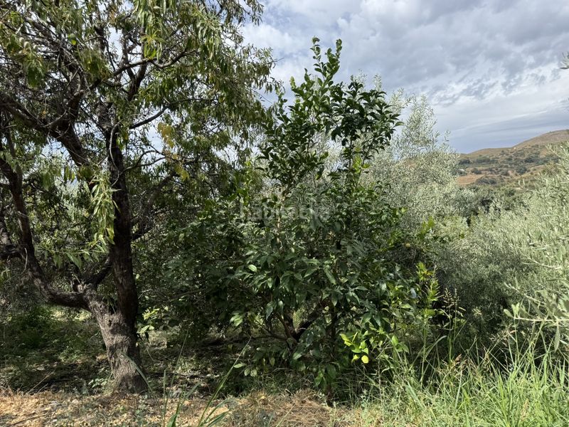 Foto 1c8bc066-0523-4cd3-9c05-43d670f07642. Finca rústica a calle lavadero 15 a Ohanes